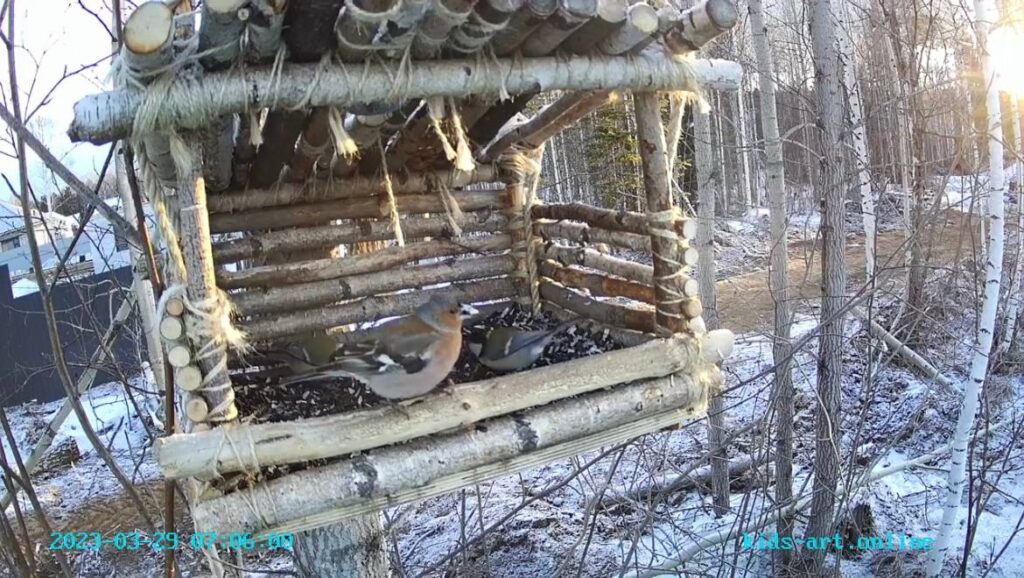 1 апреля - международный день птиц