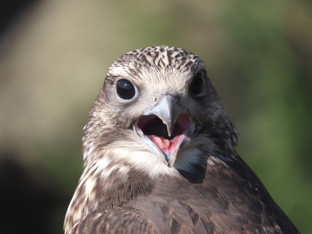 Возрождение сокола балобана