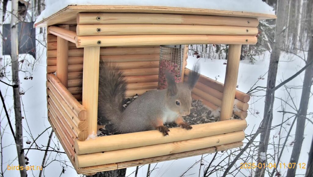 Белочки в онлайн-кормушке!