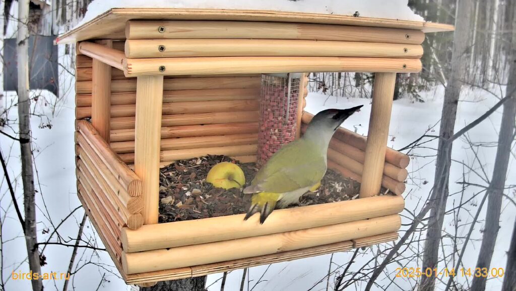 Лесные птицы и их чарующие голоса